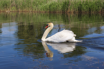Swan floating in the river.
