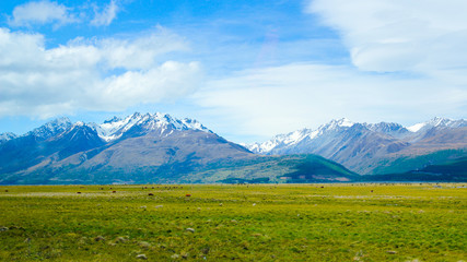 Summer Coming to foot of Mount Cook