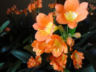 Fototapeta premium 君子欄