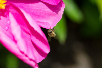 Pfingstrose mit Biene am Kopf