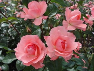 サーモンピンクのバラ　ジャルダンドゥフランス