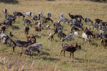 View of a herd of goats in a pasture in the countryside.