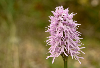 Orchidea selvatica (Orchis italica)