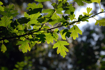 Tree leaves through sunlight