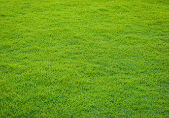  green grass pattern from golf course at sunset tim