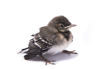 Baby bird sparrow isolated on white