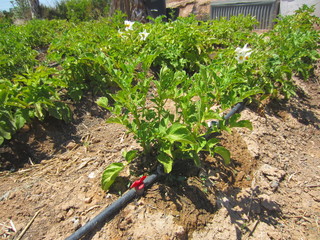 potato plants in flower with drip irrigation
