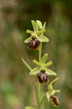 orchidea selvatica (Ophrys sphegodes)