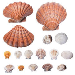 Seashell collection isolated on white background. Original size