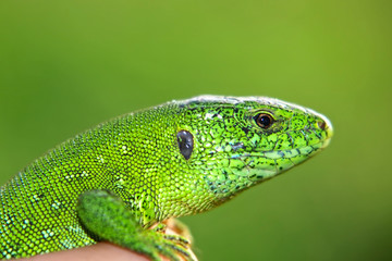 Small green lizard in a hand.