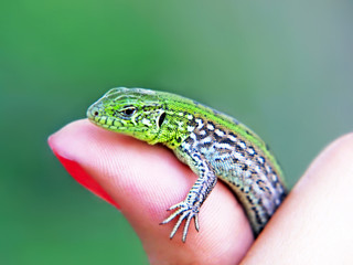 Little green lizard on a woman finger.