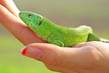 Green lizard on a women palm.