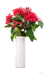 isolated rubiaceae in white vase