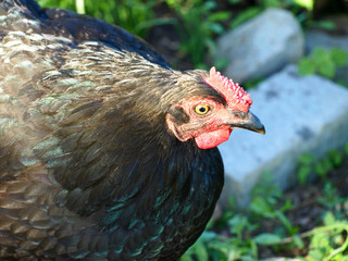 Black hen.