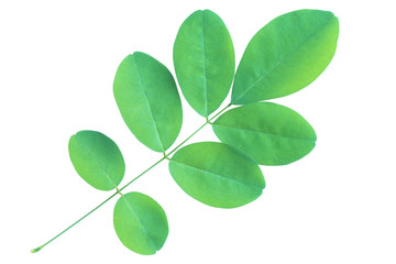 Green leaves isolated with clipping path