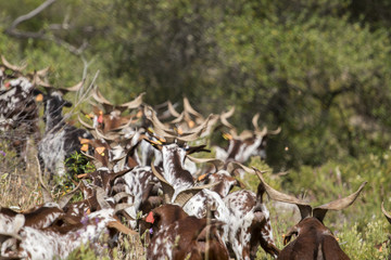 View of a herd of goats in a pasture in the countryside.