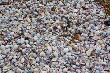Shells of many types and sizes, ground covered with shells.
