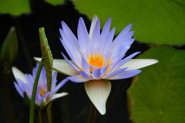 Violet Water Lily - flower closeup.