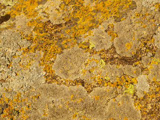 Yellow and orange moss and lichen on a stone surface.Background.