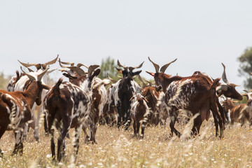 View of a herd of goats in a pasture in the countryside.