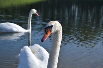 Obraz premium Schwäne