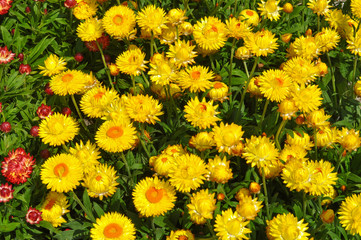 Yellow Daisy flower