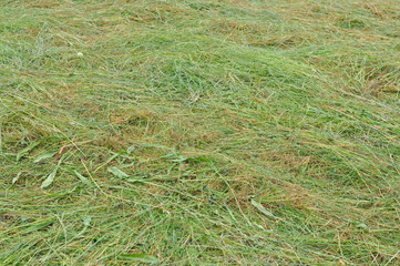 Green grass meadow background
