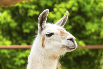 Obraz premium Llama in zoo