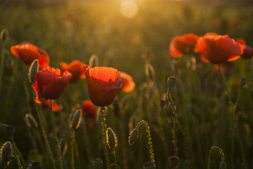 Obraz premium Field of poppies at sunset