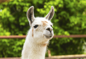 Fototapeta premium Llama in zoo