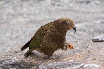 Kea parrot is eating biscuits (do not feed the keas).