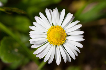 Obraz premium Closeup of a yellow and white Daisy flower.