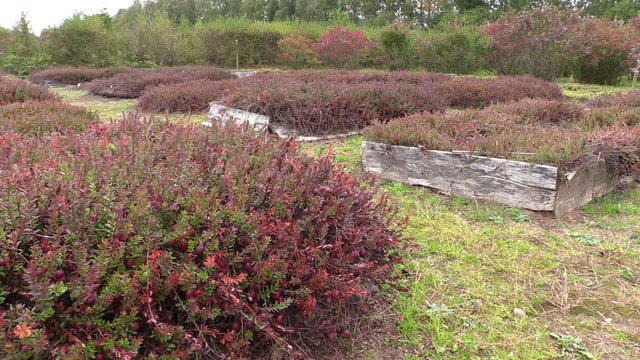 Cranberry mossberry berry plants grow in farm garden plantation