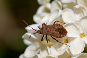 True bug on the white lilac.