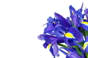 Crédence de cuisine en verre imprimé Iris Fleur d& 39 iris isolé