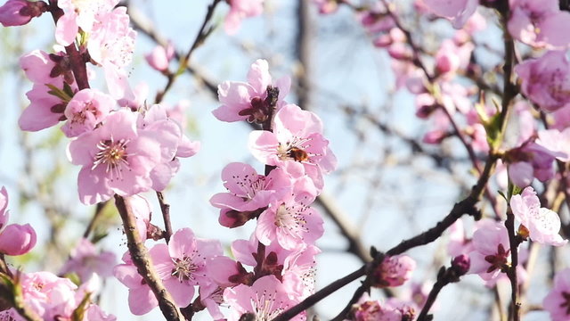 spring tree flowers blossom