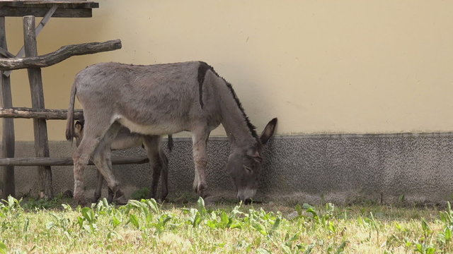 Female Donkey Eating Grass on Farm, Domestic Animal Feeding