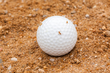Used golf ball lying in sand bunker, occupied by ants.