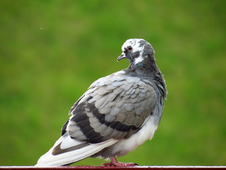 голубь сидит на перилах