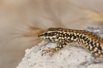 Common Wall Lizard