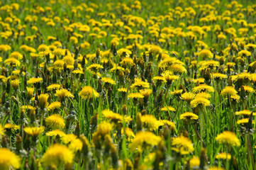 Blossom and overblown yellow dandelions on green meadow closeup