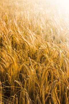 Field of wheat in Italy