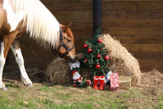 Ponette et ses cadeaux de No&euml;l