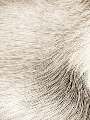 dog fur background (24)