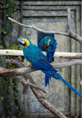Colorful parrots cockatoos on the branches of trees.