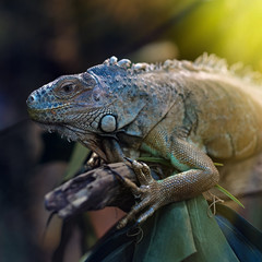 Colorful iguana on a tree branch.
