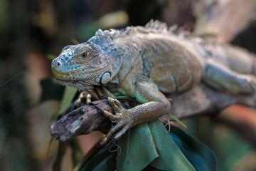 Colorful iguana on a tree branch.