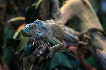 Colorful iguana on a tree branch.
