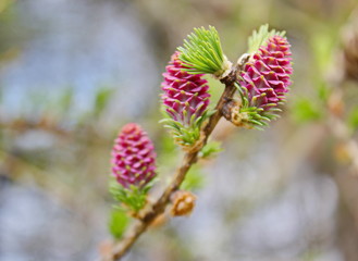 young pink cones of pine