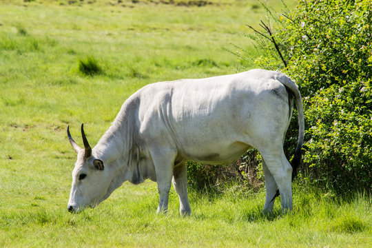 Mucca di razza Gasconne che bruca
